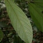 Cordia sprucei leaf picture by Jean-François Molino (cc-by-sa)