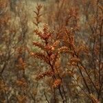 Myrica gale flower picture by Anders Dahl (cc-by-sa)