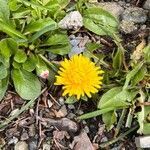 Taraxacum dissectum flower picture by Arijit Banerjee (cc-by-sa)