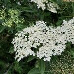 Sambucus nigra habit picture by Isabelle Boyel (cc-by-sa)