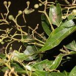 Nectandra membranacea leaf picture by Nelson Zamora Villalobos (cc-by-nc)