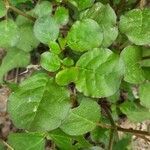 Trianthema portulacastrum leaf picture by sachin sharma (cc-by-sa)