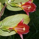 Columnea nicaraguensis flower picture by Nelson Zamora Villalobos (cc-by-nc)