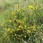 Ulex gallii habit picture by Pierre LEON (cc-by-sa)