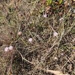 Jasione maritima habit picture by Patrice Bracquart (cc-by-sa)