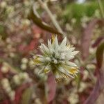 Alternanthera flavescens flower picture by Makoto Makoto (cc-by-sa)