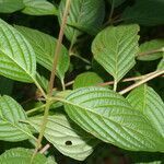 Gonzalagunia panamensis leaf picture by Nelson Zamora Villalobos (cc-by-nc)