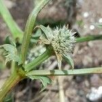 Eryngium nudicaule flower picture by Trap Hers (cc-by-sa)