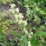 Chenopodium ficifolium flower picture by Bonne Eigenhuis (cc-by-sa)