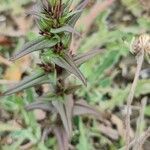 Gentianella amarella leaf picture by Steve Orridge (cc-by-sa)