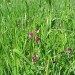 Lathyrus nissolia habit picture by Fiorillo Alessandro (cc-by-sa)