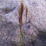 Andropogon bicornis habit picture by Luiza pazete Luiza pazete (cc-by-sa)