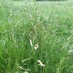 Bromus hordeaceus flower picture by Václav Malý (cc-by-sa)