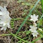 Freesia refracta habit picture by De Mitri Giacomo (cc-by-sa)