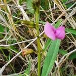 Tephrosia hildebrandtii flower picture by susan brown (cc-by-sa)