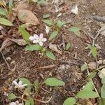 Claytonia caroliniana leaf picture by André Moffet (cc-by-sa)