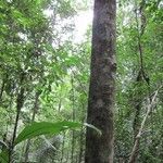 Cassipourea guianensis habit picture by D. Frame (cc-by-sa)