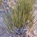 Ephedra viridis leaf picture by ben parnas (cc-by-sa)