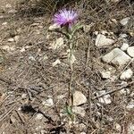 Galactites tomentosus habit picture by Alain Bigou (cc-by-sa)