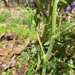 Phacelia bipinnatifida leaf picture by Mayfield Ellis (cc-by-sa)