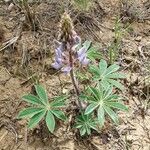 Lupinus neomexicanus flower picture by jimseng jimseng (cc-by-sa)