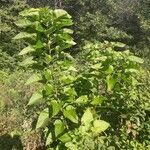 Catalpa bignonioides habit picture by Eli Small (cc-by-sa)