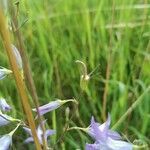 Campanula rapunculus fruit picture by Thelen Marcel (cc-by-sa)