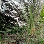 Petrorhagia saxifraga habit picture by Justus Müller-Kiefer (cc-by-sa)