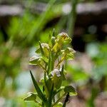 Dactylorhiza viridis flower picture by Jean-loup Deval (cc-by-sa)