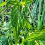 Epilobium palustre leaf picture by Waldemar Zeja (cc-by-sa)