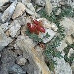 Astragalus australis fruit picture by Laurent (cc-by-sa)