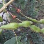 Erythrina crista-galli fruit picture by Adrian Pablo Alvarez (cc-by-sa)