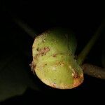 Jatropha costaricensis fruit picture by Nelson Zamora Villalobos (cc-by-nc)