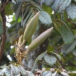 Spathodea campanulata fruit picture by Maarten Vanhove (cc-by-sa)