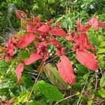 Mussaenda erythrophylla leaf picture by Tamuzadde Ssennoga (cc-by-sa)