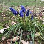 Muscari armeniacum habit picture by nathan lang (cc-by-sa)