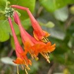 Lonicera sempervirens flower picture by ben vc (cc-by-sa)