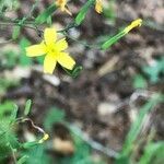 Lactuca muralis flower picture by amy stride (cc-by-sa)