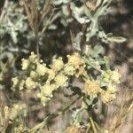 Parthenium incanum flower picture by Missi missi (cc-by-sa)