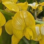 Crotalaria deflersii flower picture by susan brown (cc-by-sa)