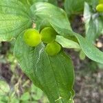 Prosartes trachycarpa fruit picture by Mackenzie Laurin (cc-by-sa)