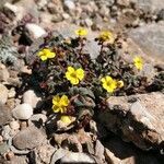 Helianthemum marifolium habit picture by Salvador Prat Oller (cc-by-sa)