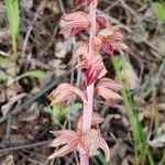 Corallorhiza striata flower picture by Eriika B (cc-by-sa)