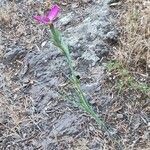 Dianthus anticarius habit picture by Acosta García Isabel (cc-by-sa)