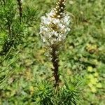 Hebenstretia angolensis flower picture by susan brown (cc-by-sa)