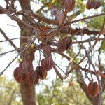 Combretum nigricans fruit picture by Maarten Vanhove (cc-by-sa)