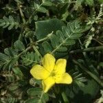 Tribulus cistoides flower picture by Hugo SANTACREU (cc-by-sa)