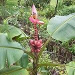 Musa velutina fruit picture by Balbinotti Daniel (cc-by-sa)