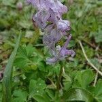 Corydalis cava flower picture by Avetrani Paolo (cc-by-sa)