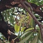 Alstonia scholaris flower picture by sanketh kulkarni (cc-by-sa)